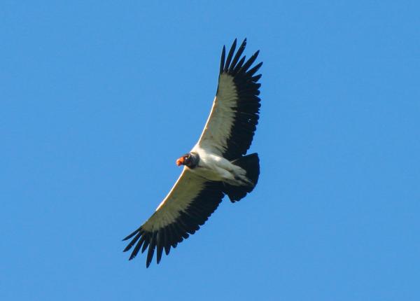 Soaring King Vulture