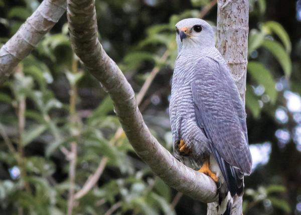 Gray-linked Hawk
