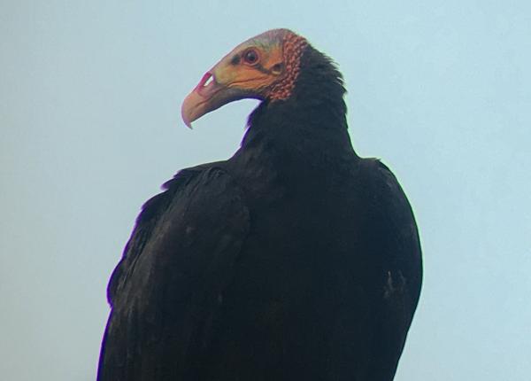 Lesser Yellow-headed Vulture