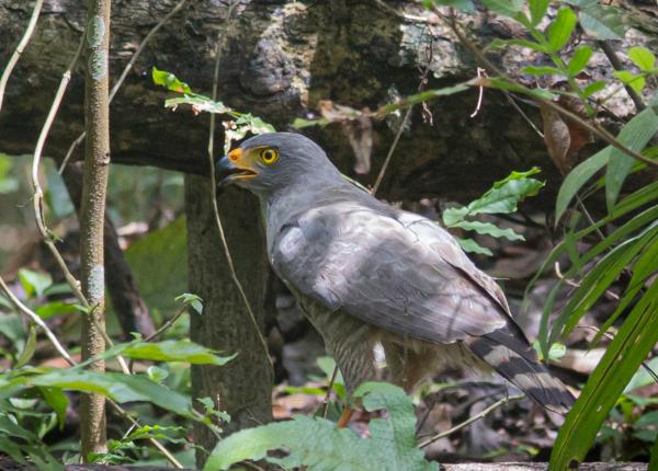 Roadside Hawk