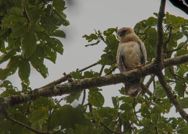 Juvenile Crested Eagle