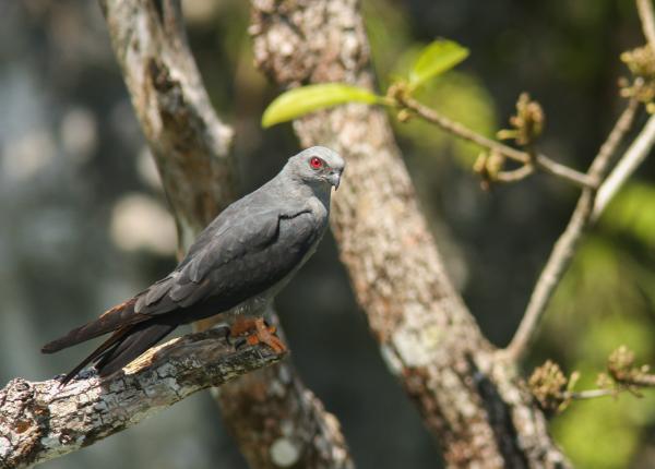Plumbeous Kite