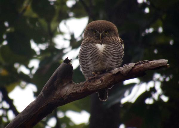 Perched Jungle Owlet India