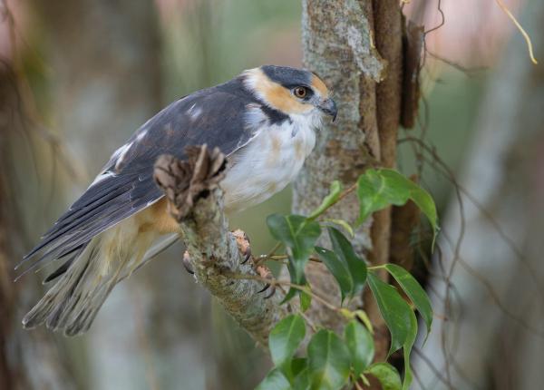 Pearl Kite