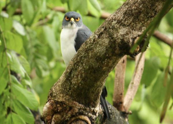 Pied Goshawk