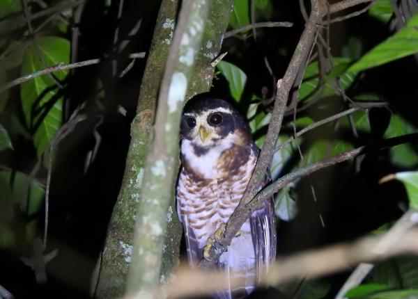 Band-bellied Owl
