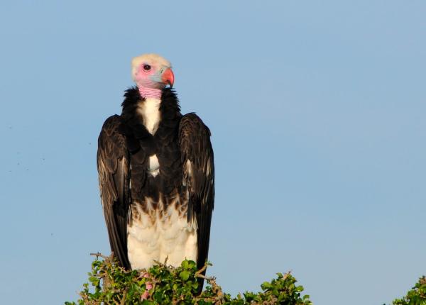 White-headed Vulture