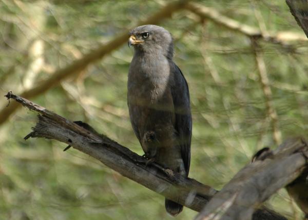 Western Banded Snake-eagle