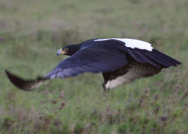 Verreaux's Eagle