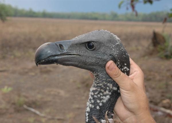 What turkey vultures eat is gross, but the birds themselves are