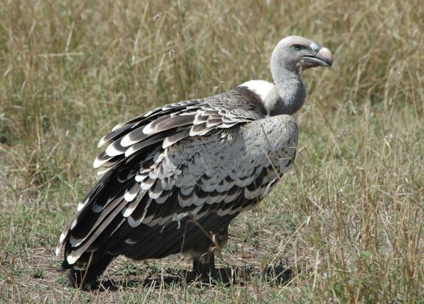 Rüppell's Vulture  The Peregrine Fund
