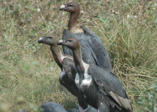 White-rumped Vulture