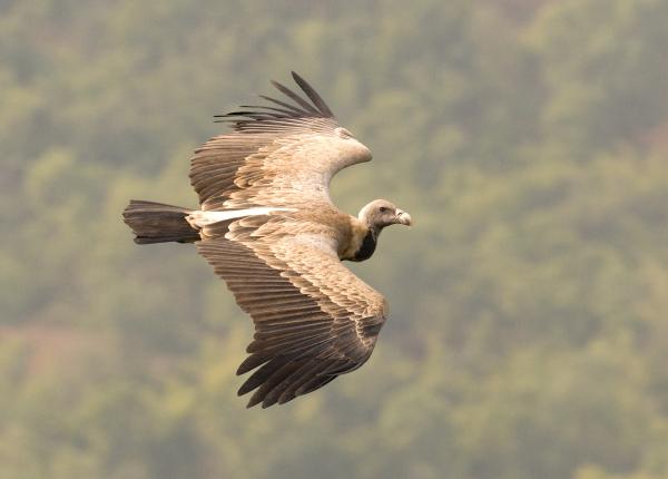 Long-billed Vulture