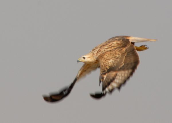 Long-legged Buzzard