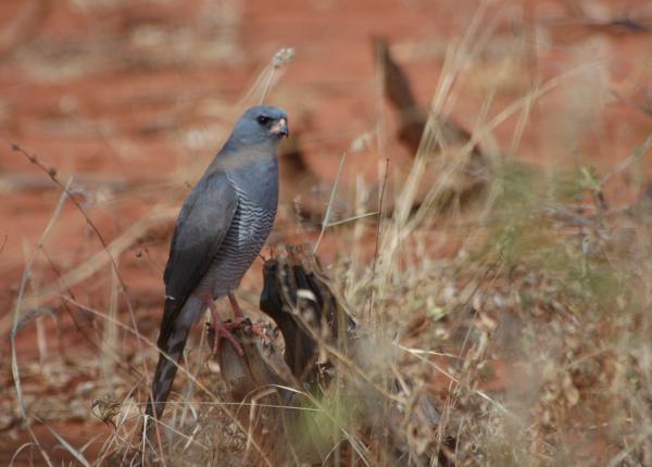 Gabar Goshawk