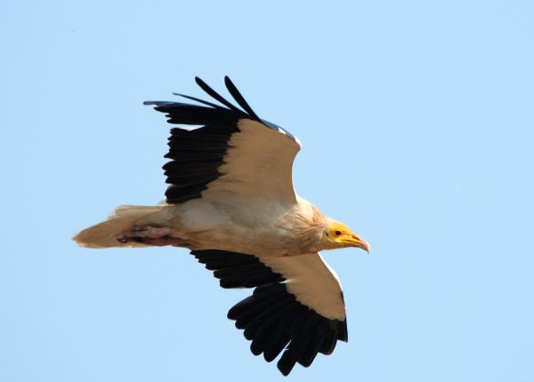 Egyptian Vulture