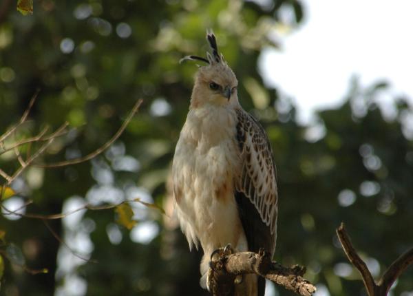 Crested Hawk-eagle