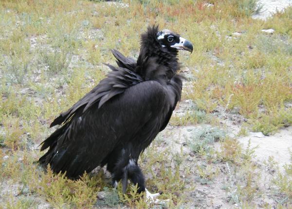 Cinereous Vulture