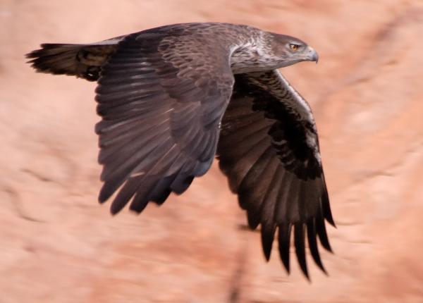 Bonelli's Eagle in flight