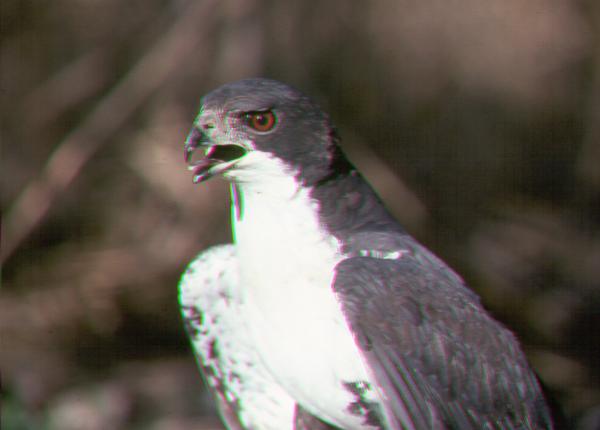 Black Sparrowhawk