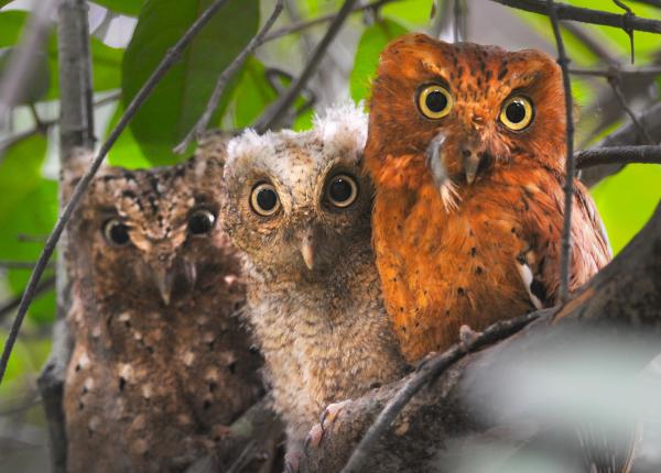 Sokoke Scops Owl