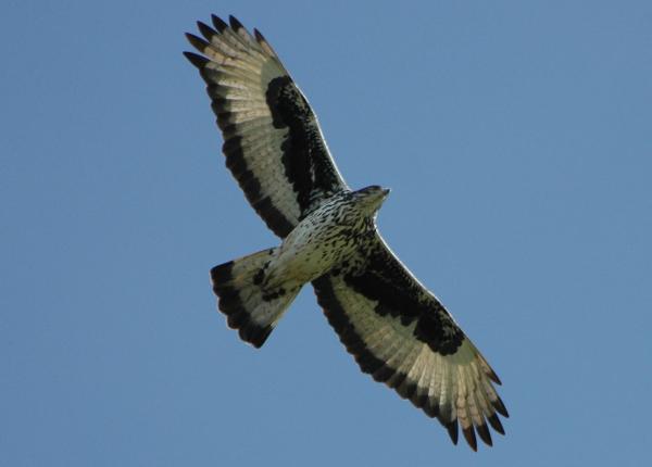 African Hawk-eagle Soaring