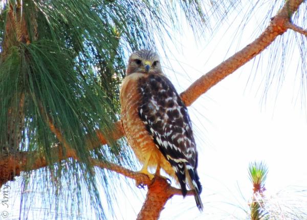 Red-shouldered Hawk