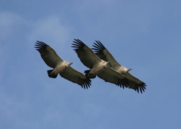 Cape Vultures Soaring