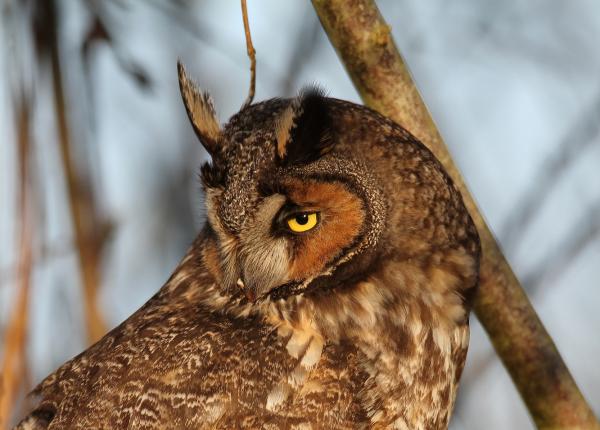 Long-eared Owl | The Peregrine Fund