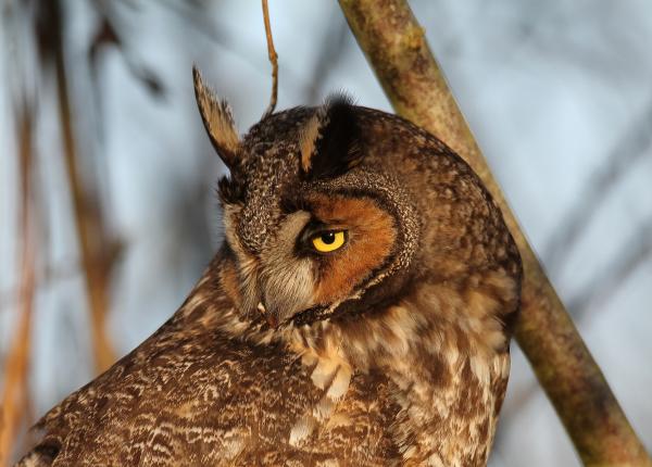 Long-eared Owl