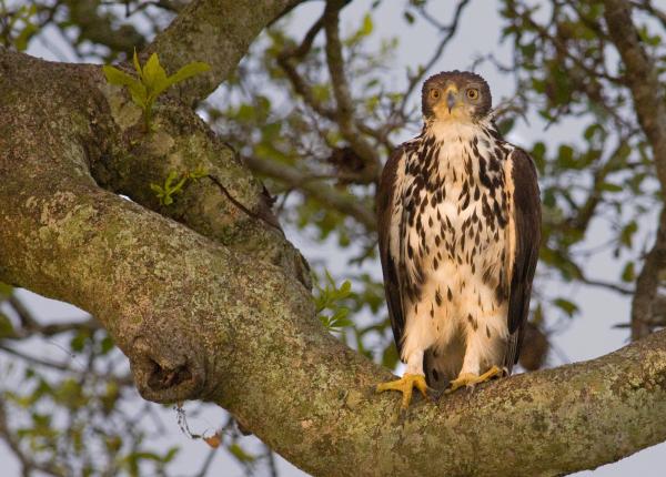 Ayre's Hawk-eagle