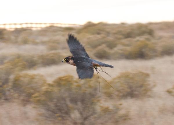 Taita Falcon