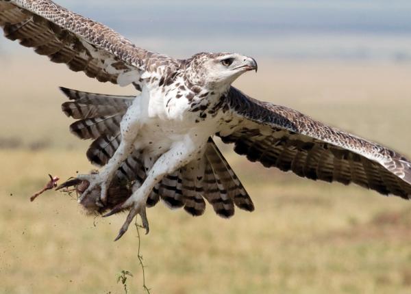 Martial Eagle