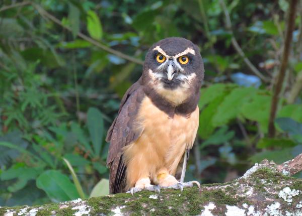 Owl Pellets: Down the Hatch and Back Again