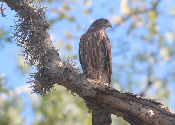 Madagascar Sparrowhawk | The Peregrine Fund