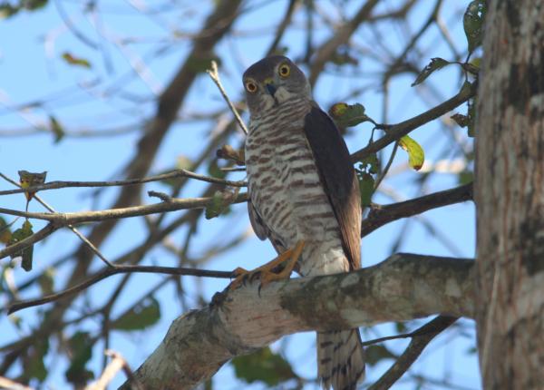 Frances's Sparrowhawk