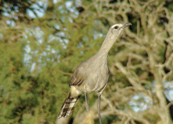 Black-legged Seriema