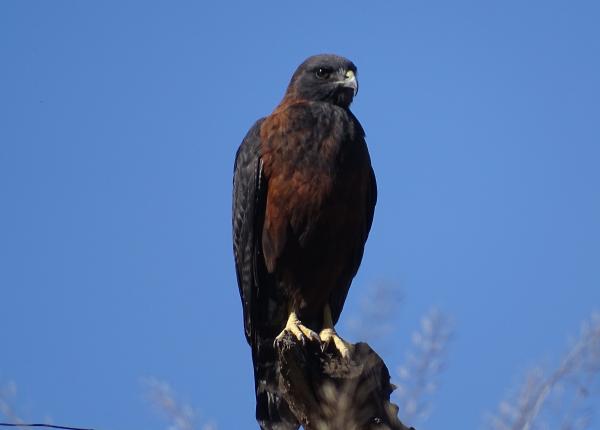 Variable Hawk Dark Morph