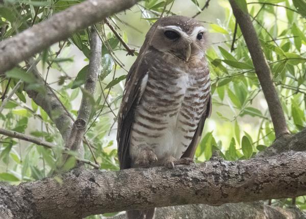 white-browed_owl