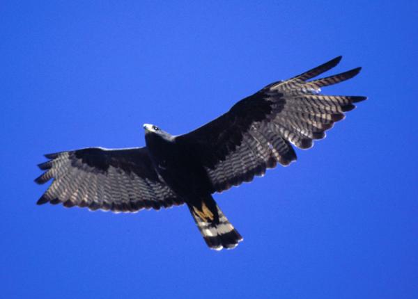 Zone-tailed Hawk in flight