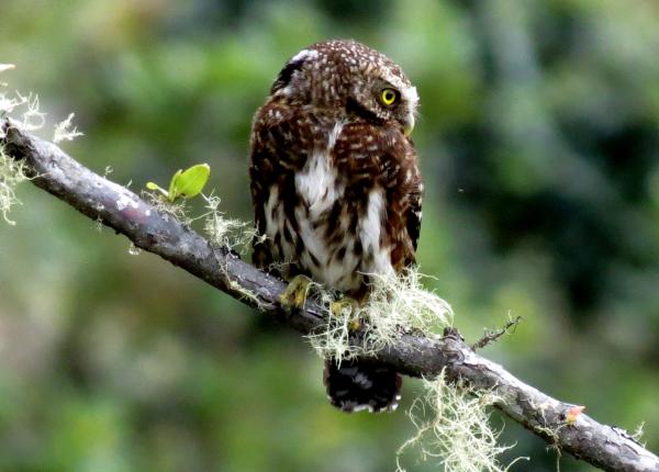 Yungas Pygmy-Owl