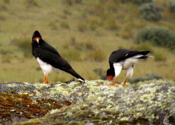 Mountain Caracara