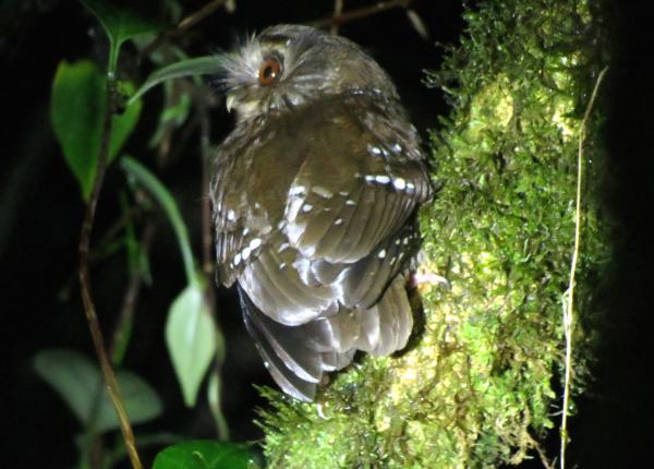 Long-whiskered Owlet | The Peregrine Fund