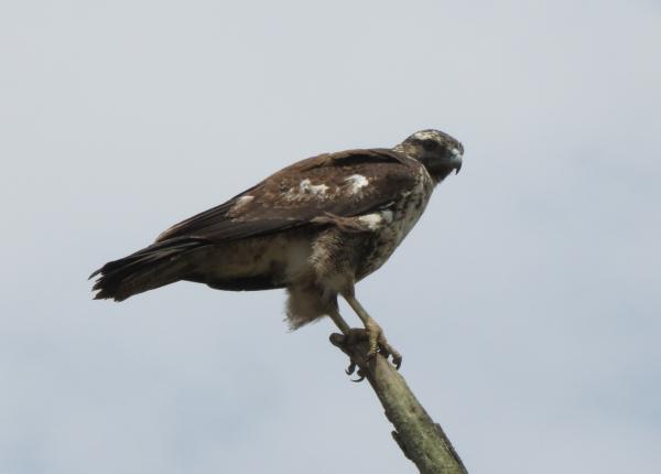 Black-chested Buzzard Eagle