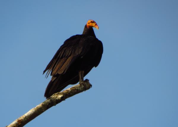 Greater Yellow-headed Vultur