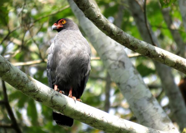 Slate-colored Hawk