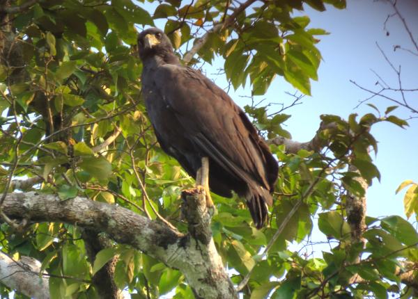 Great Black Hawk