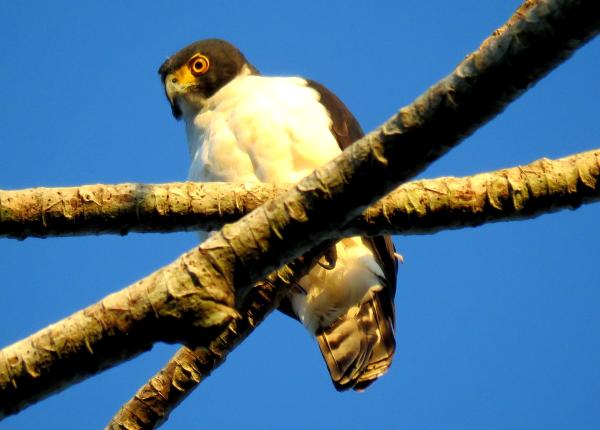 Gray-bellied Hawk