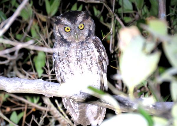 Peruvian Screech_Owl_Fernando Angulo