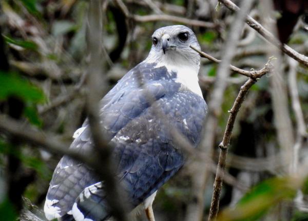 Gray-backed Hawk